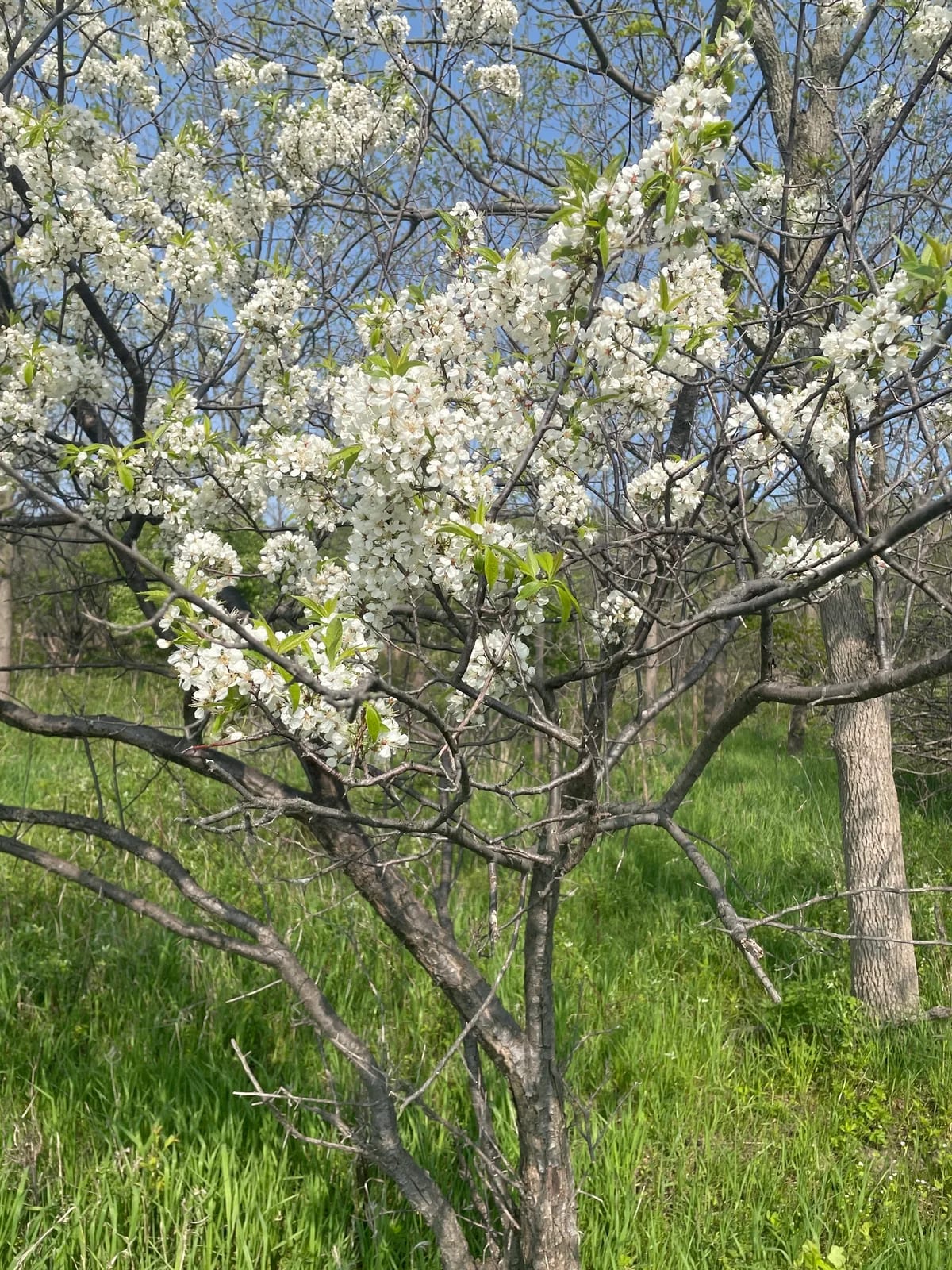 American Plum