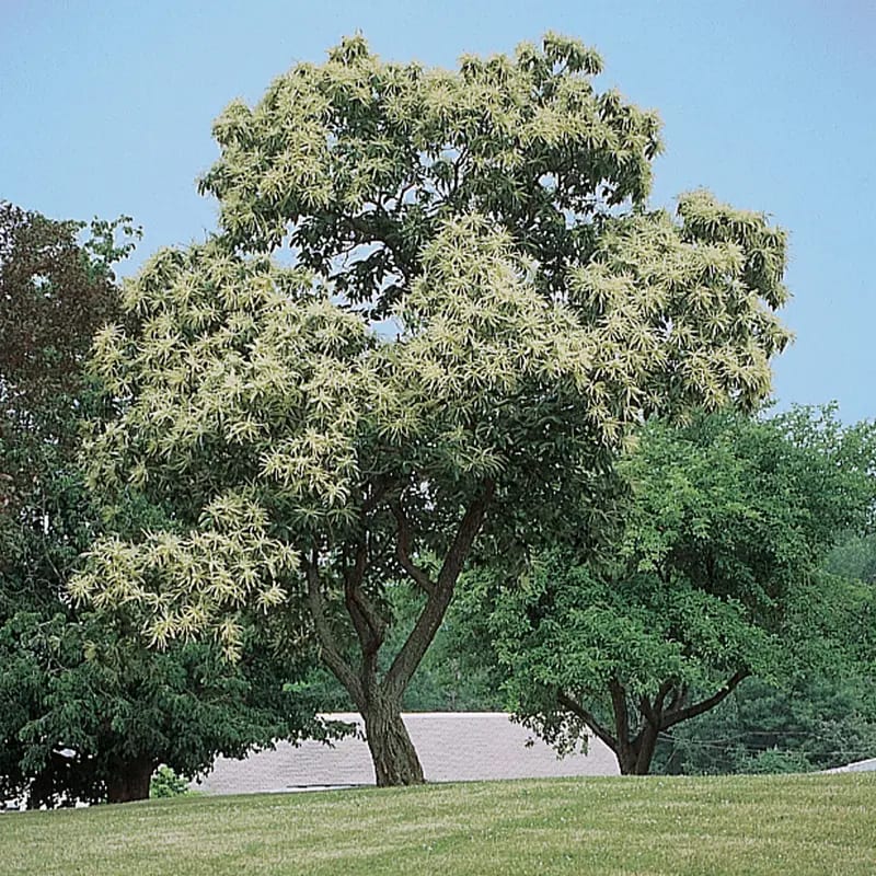 Chestnut