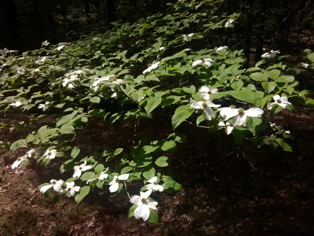Dogwood