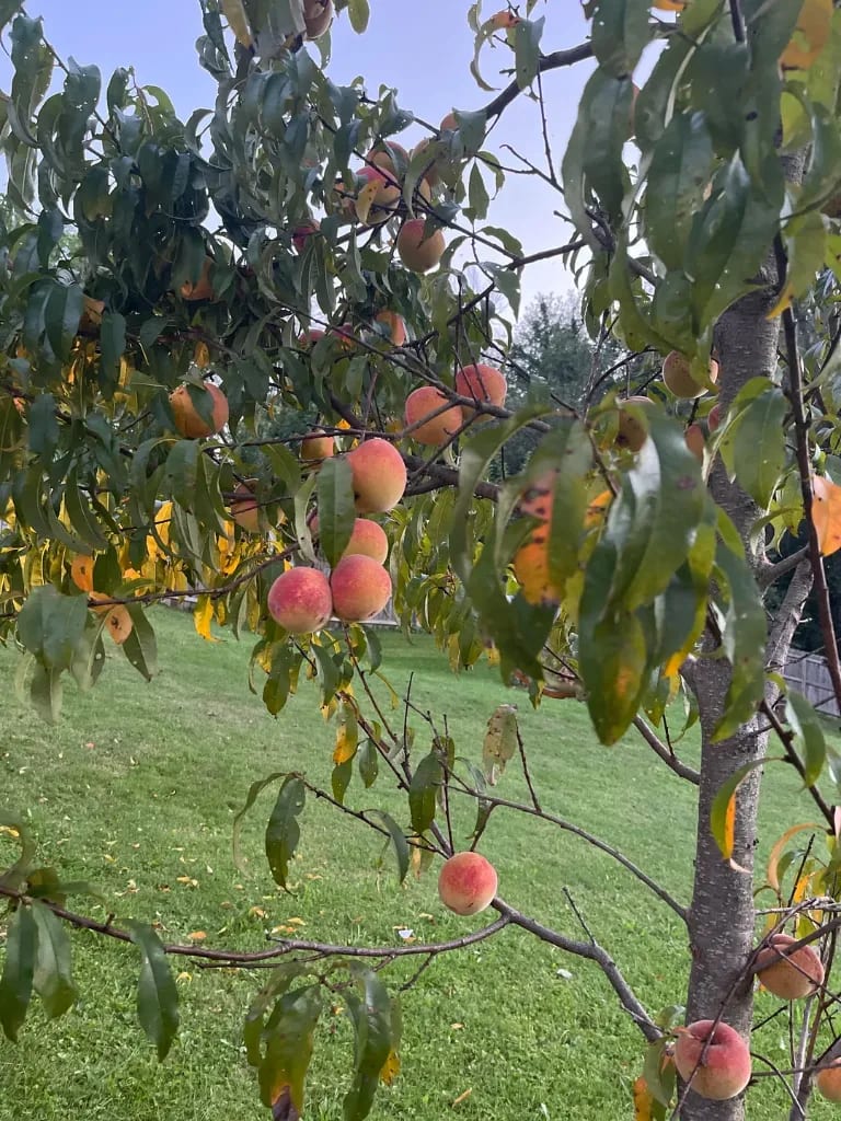 Peach