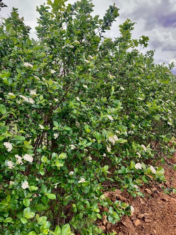 Aronia