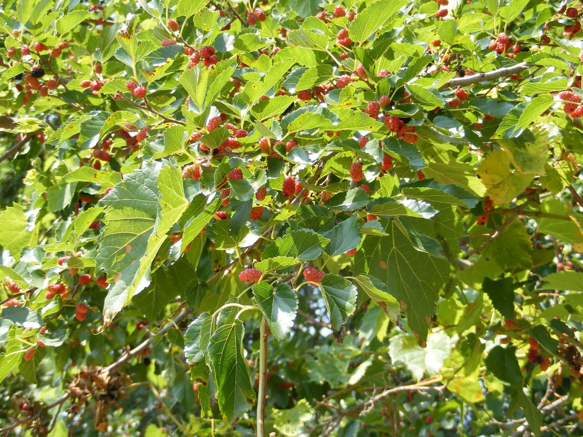 Red Mulberry