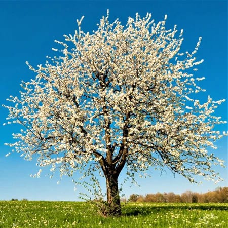 Sour Cherry