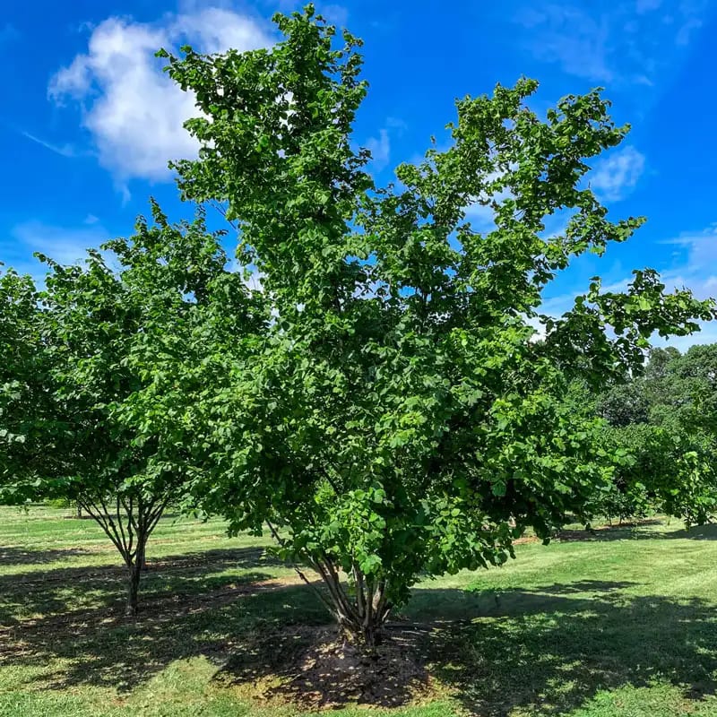 Hybrid Hazelnut