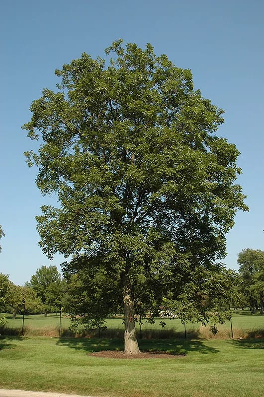 Shagbark Hickory