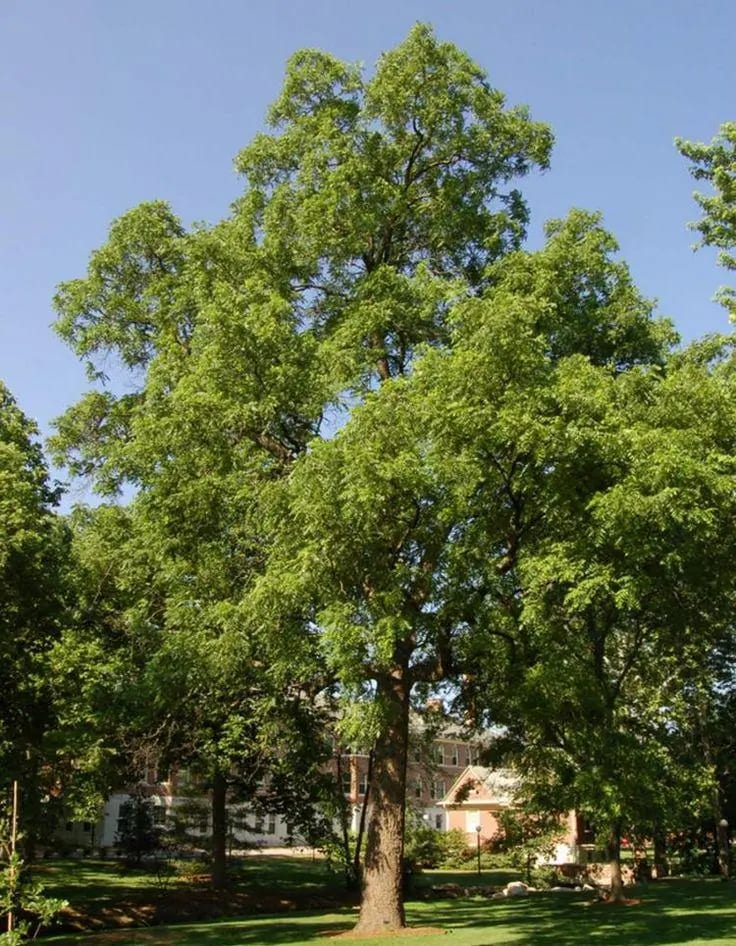 Black Walnut