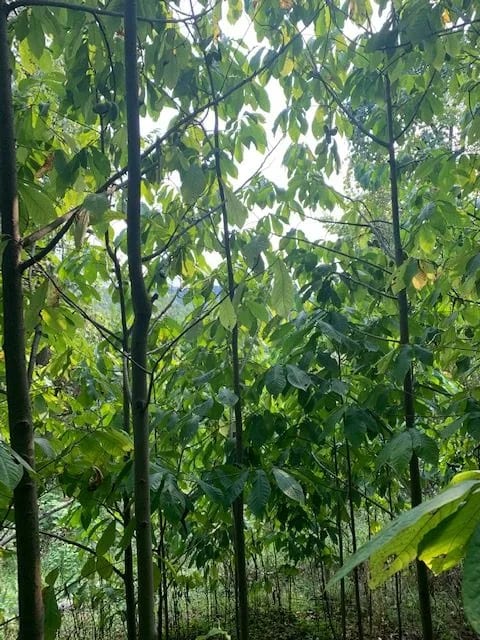 PawPaw