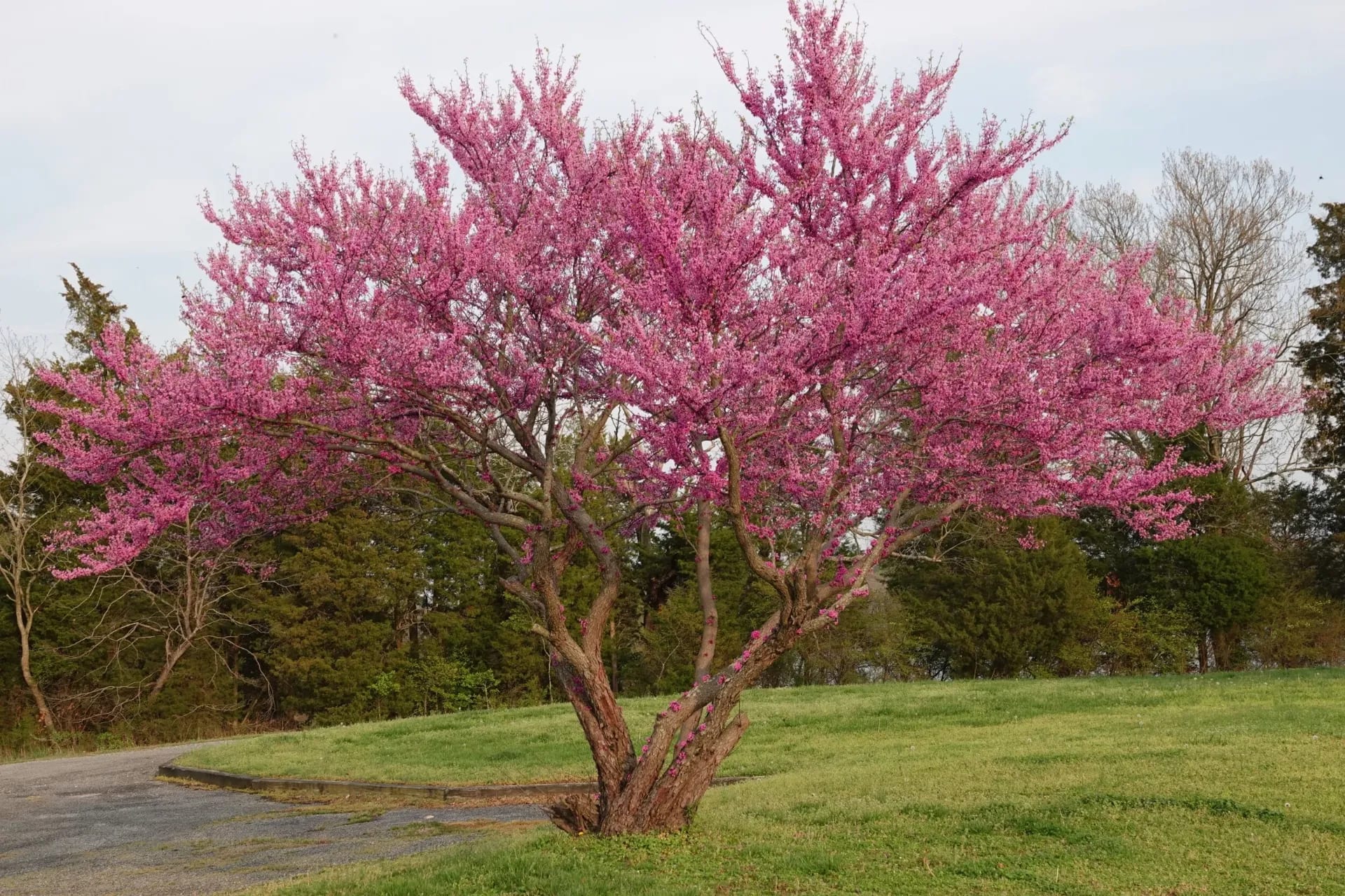 Eastern Redbud